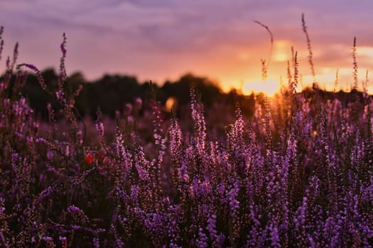 Sunset in the blooming heath. Westruper Heide. Westrup Heath, near Haltern am See in Germany.