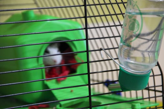 hamster is sitting in cage. Blurred focus. White hamster sitting in cage. Hamster drink. Small white hamster in housec. Pet living at home. Amusing animals