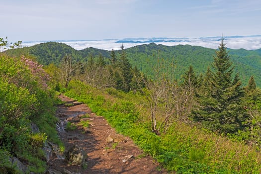 Rugged Trail in the High Mountains in the Blue Ridge Mountains in North Carolina