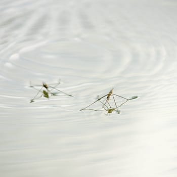 A pretty Pond Skater (Gerris lacustris) surfing across the top of the river.