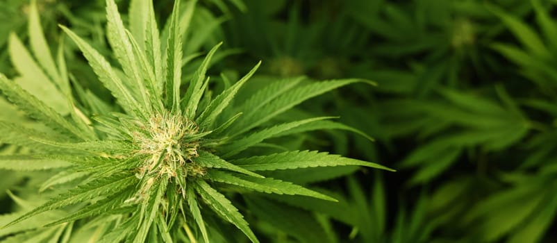 Blooming ripe Marijuana with Buds and green Leaves banner. Organic Cannabis Sativa Female Plants with CBD. Legal marihuana plantation provides high quality medicinal cannabis for healthcare and medicine uses