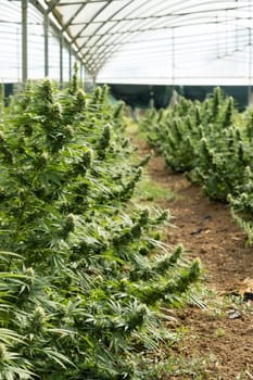 Blooming ripe Marijuana with Buds and green Leaves. Organic Cannabis Sativa Female Plants with CBD. Legal marihuana plantation provides high quality medicinal cannabis for healthcare and medicine uses