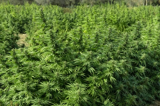 Blooming ripe Marijuana with Buds and green Leaves. Organic Cannabis Sativa Female Plants with CBD. Legal marihuana plantation provides high quality medicinal cannabis for healthcare and medicine uses