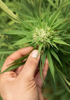 Farmer with hand controlling quality of blooming Marijuana. Organic Cannabis Sativa Female Plants with CBD. Legal plantation with high quality medicinal cannabis for healthcare and medicine uses
