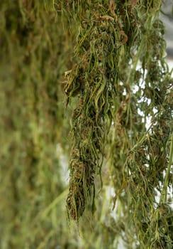 Dry Marijuana buds. Organic Cannabis Sativa Female Plants with CBD. Legal plantation with high quality medicinal cannabis for healthcare and medicine uses