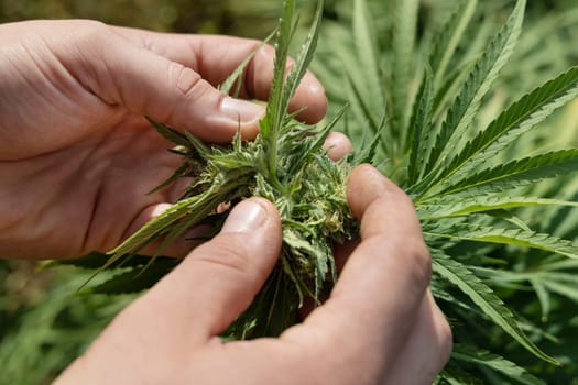 Farmer with hand controlling quality of blooming Marijuana. Organic Cannabis Sativa Female Plants with CBD. Legal plantation with high quality medicinal cannabis for healthcare and medicine uses