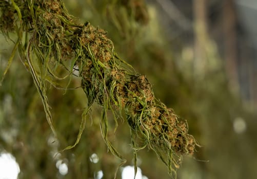 Dry Marijuana buds. Organic Cannabis Sativa Female Plants with CBD. Legal plantation with high quality medicinal cannabis for healthcare and medicine uses
