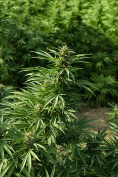 Blooming ripe Marijuana with Buds and green Leaves. Organic Cannabis Sativa Female Plants with CBD. Legal marihuana plantation provides high quality medicinal cannabis for healthcare and medicine uses
