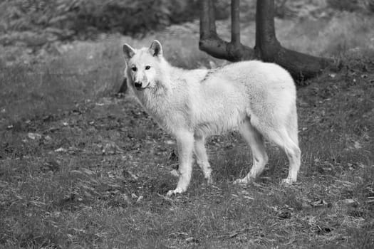 Young white wolf, in black white taken in the wolf park Werner Freund. The wolf park is located in Merzig in Saarland, here the predators can be observed.