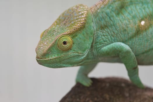 Chameleon on a branch with eye contact with the viewer. green, yellow red scales. Detailed close-up of the interesting reptile.
