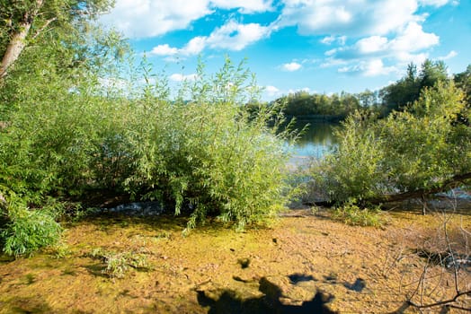 Biodiversity Haff Reimech, wetland and nature reserve in Luxembourg, pond surrounded by reed and trees, bird watching observation point