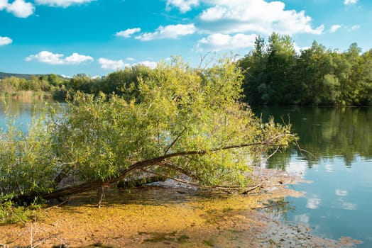 Biodiversity Haff Reimech, wetland and nature reserve in Luxembourg, pond surrounded by reed and trees, bird watching observation point