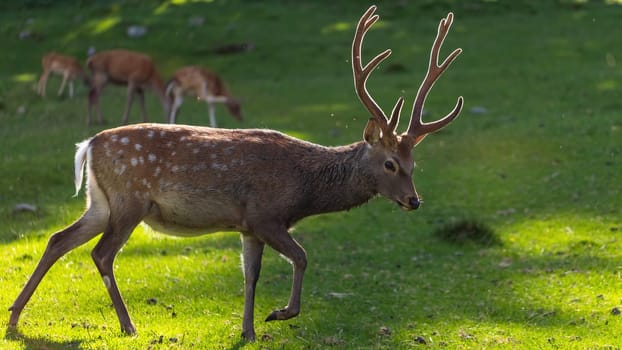 Sika deer, cervus nippon, stag walking on meadow illuminated by sun from behind. Antlered mammal with brown fur and white spots moving along a glade with green grass.