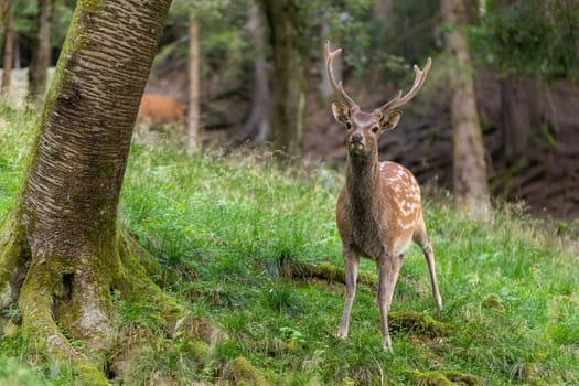 Sika deer, cervus nippon, stag standing in green forest looking into the camera in summer. Wild mammal with antlers and white spots on a brown fur among trees.