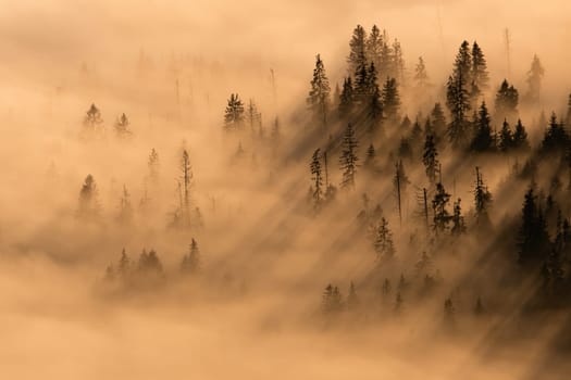 Landscape with tree sticking out of a mist in autumn nature illuminated by morning sun. Backlit forest covered in mist. Nature scenery in golden hour.