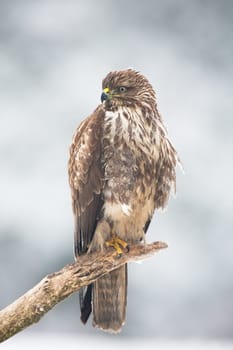 Alert common buzzard, buteo buteo, perched on the branch covered with rime. Solitary bird of prey hunting in the wilderness. Adult brown bird with long tail resting in the white environment.