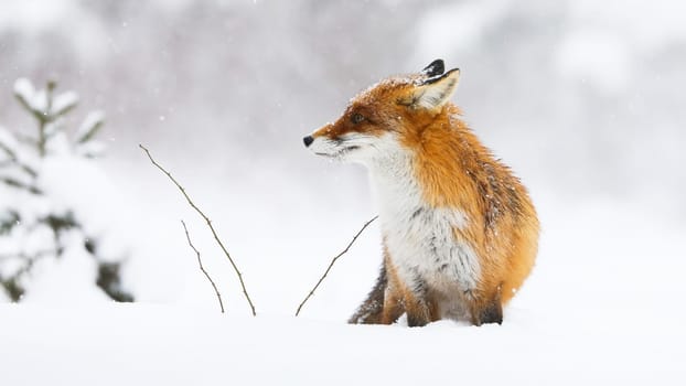 Red fox, vulpes vulpes, looking on white meadow in wintertime nature. Orange mammal sitting on snowy pasture in winter. Wild fluffy animal observing in snow wilderness.