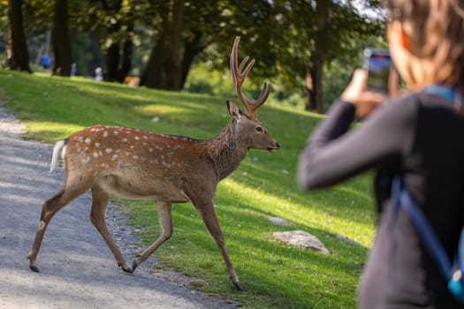 Female tourist taking picture on a phone of sika deer, cervus nippon, running in front of her. Human observing animal wildlife in national park while on a vacation.