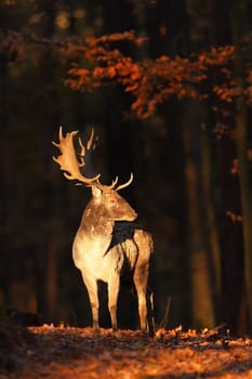 Illuminated fallow deer, dama dama, standing in forest in autumn. Spotted mammal with antlers observing in woodland in sunlit. Stag looking on foliage in vertical shot.