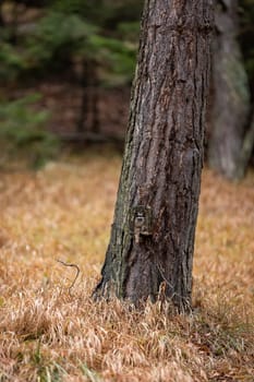 Camera trap locked in a protective box camouflaged by bark on a tree in vertical composition. Wildlife monitoring with trailcam.