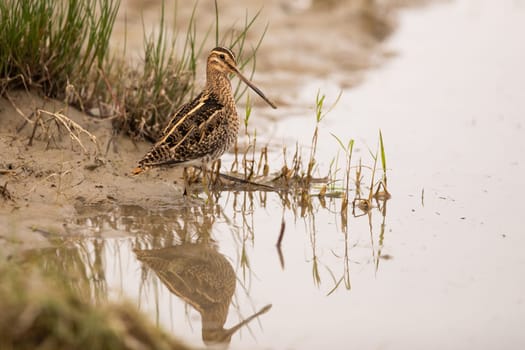 Common snipe sitting on a riverbank with reflection in water. Migratory bird with brown feathers in shallow water of marsh with copy space. Animal wildlife in autumn nature.