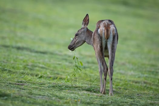 Red deer, cervus elaphus, grazing on cut grassland in summer nature. Female mammal feeding on green meadow in summertime. Hind eating greenery on pasture form back.