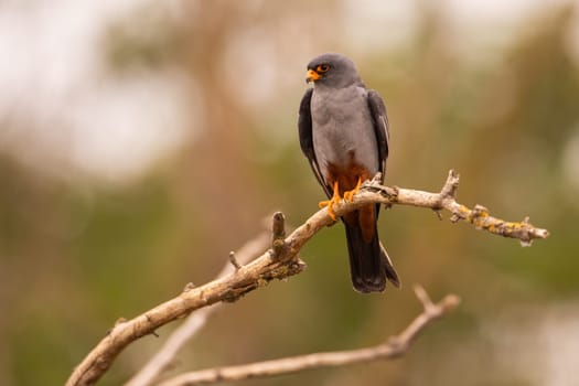 Red-footed falcon, falco vespertinus, sitting on branch with green blurred background. Raptor resting in treetop and looking aside with copy space. Animal wildlife in summer nature.
