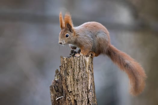 Red squirrel, sciurus vulgaris, climbing on tree in autumn environment. Furry rodent sitting on stump in forest in fall. Orange little mammal looking from wood.
