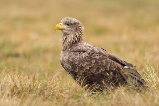 White-tailed eagle, haliaeetus albicilla, sitting on dry meadow in autumn. Bird of prey resting on gorund in fall. Feathered predator looking on yellow field.