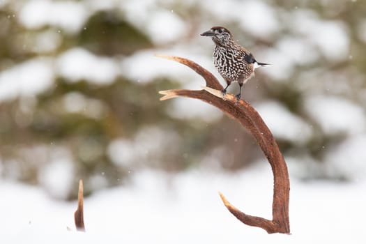 Spotted nutcracker, nucifraga caryocatactes, sitting on antlers in winter season. Brown and white bird looking from deer growth in wintertime. Little spotted feathered animal watching in snowy nature.