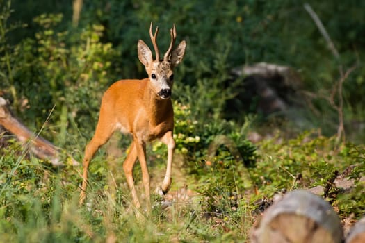 Roe deer, capreolus capreolus, approaching in dense forest in summer sunlight. Brown buck walking in woodland in summertime. Antlered mammal moving in bushes.