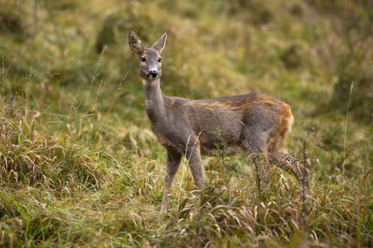 Female roe deer, capreolus capreolus, observing on grassland in fall nature. Alert doe moving on meadow in autumn. Brown mammal walking on field from side.