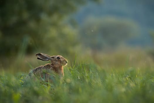 Brown hare, lepus europaeus, hiding in long grassland in summer nature. Wild bunny sitting on meadow in summertime. Mammal with long ears looking on grass.