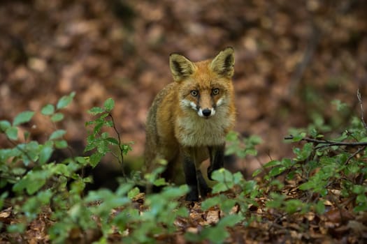 Red fox, vulpes vulpes, looking to the camera in forest in summertime. Orange mammal standing in woodland in summer. Furry predator watching in green bush.