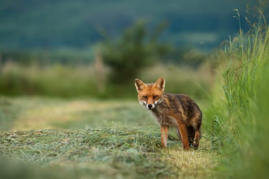 Red fox, vulpes vulpes, staring on mowed grass in summertime nature. Orange predator looking to the camera on cut grassland. Mammal with fluffy fur standing on meadow.