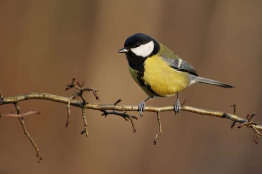 Great tit, parus major, sitting on a twig in forest in wintertime. Little bird with yellow feathers on a sunny day from side view with copy space. Animal wildlife in nature.