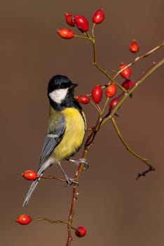 Great tit, parus major, sitting on rosehip tree in autumn in vertical shot. Color bird resting on bush in fall. Dark and yellow feathered animal looking on branch with berries.