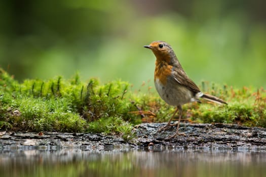 European robin, erithacus rubecula, standing on a ground in upright position near water pond in summer nature. Little bird with orange chest in green environment with copy space.