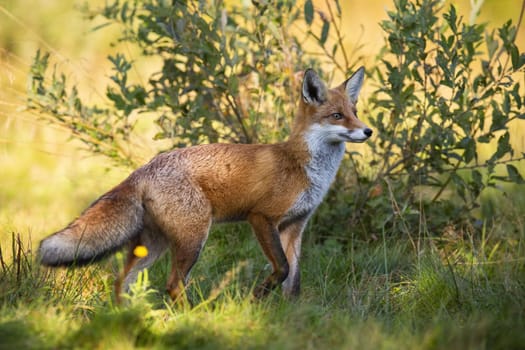 Red fox, vulpes vulpes, looking with interest next to a willow tree on a meadow in autumn. Furry wild mamma walking among a bush with green leaves. Animal wildlife in nature.