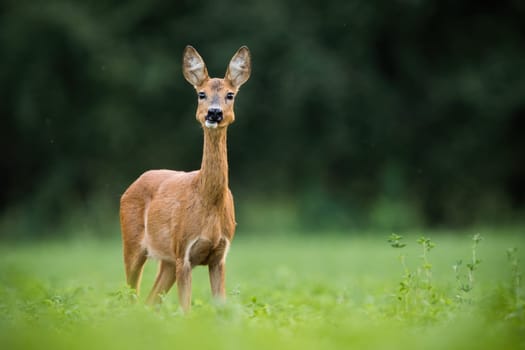 Interested roe deer, capreolus capreolus, doe looking on a green meadow in summer nature. Attentive wild mammal with orange fur with copy space. Animal wildlife in natural environment.