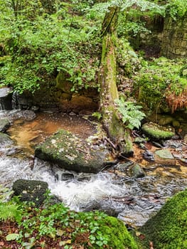 Kennall River in Kennall Vale Nature Reserve, Ponsanooth, Cornwall, United Kingdom