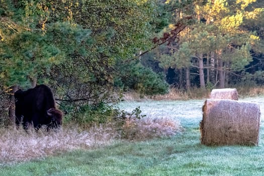 European wood bison (Bison bonasus), also known as the wisent, zubr or European buffalo in Bialowieza Forest, Poland