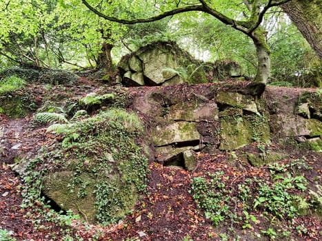 Kennall Vale Nature Reserve, Ponsanooth, Cornwall, United Kingdom