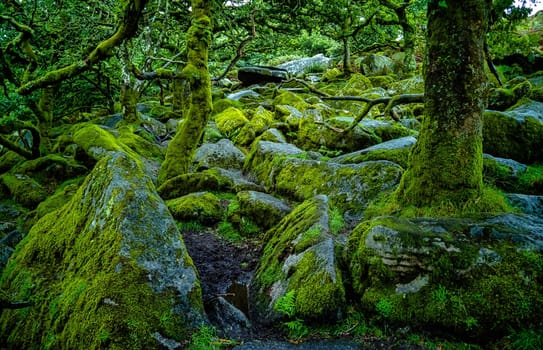 Wistman's Wood National Nature Reserve - mystic high-altitude oakwood on valley of the West Dart River, Dartmoor, Devon, United Kingdom