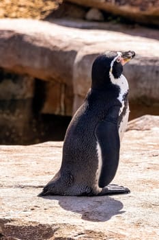 Humboldt penguin (Spheniscus humboldti) - Chile