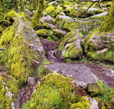 Wistman's Wood National Nature Reserve - mystic high-altitude oakwood on valley of the West Dart River, Dartmoor, Devon, United Kingdom