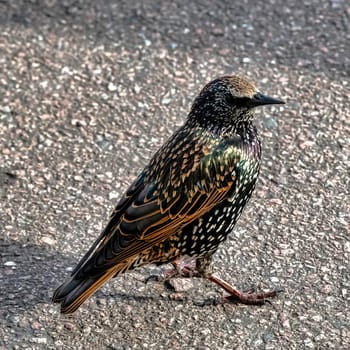 European or common starling (Sturnus vulgaris) in United Kingdom