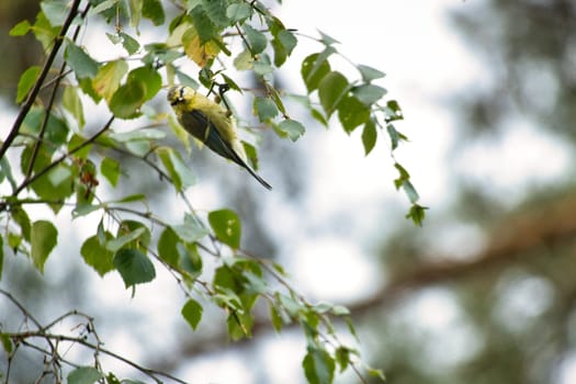 Great tit hanging in branches with green leaves while foraging. Wildlife. Animal shot of a bird from nature