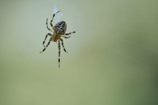Cross spider shot crawling on a spider thread. Halloween fright. Blurred background. A useful hunter among insects. Arachnid. Animal photo from the wild.