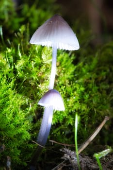 two filigree small mushrooms on moss with light spot in forest. Forest floor. Macro shot from nature